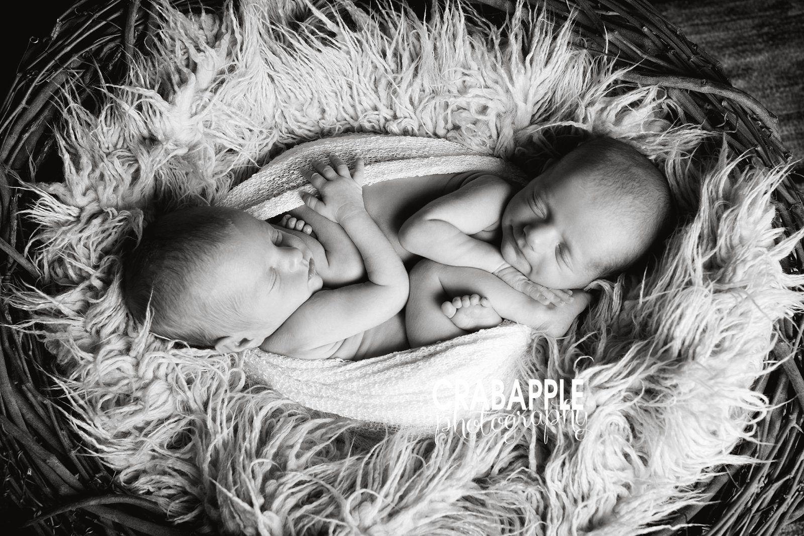 Boston Twin Newborn Photographer