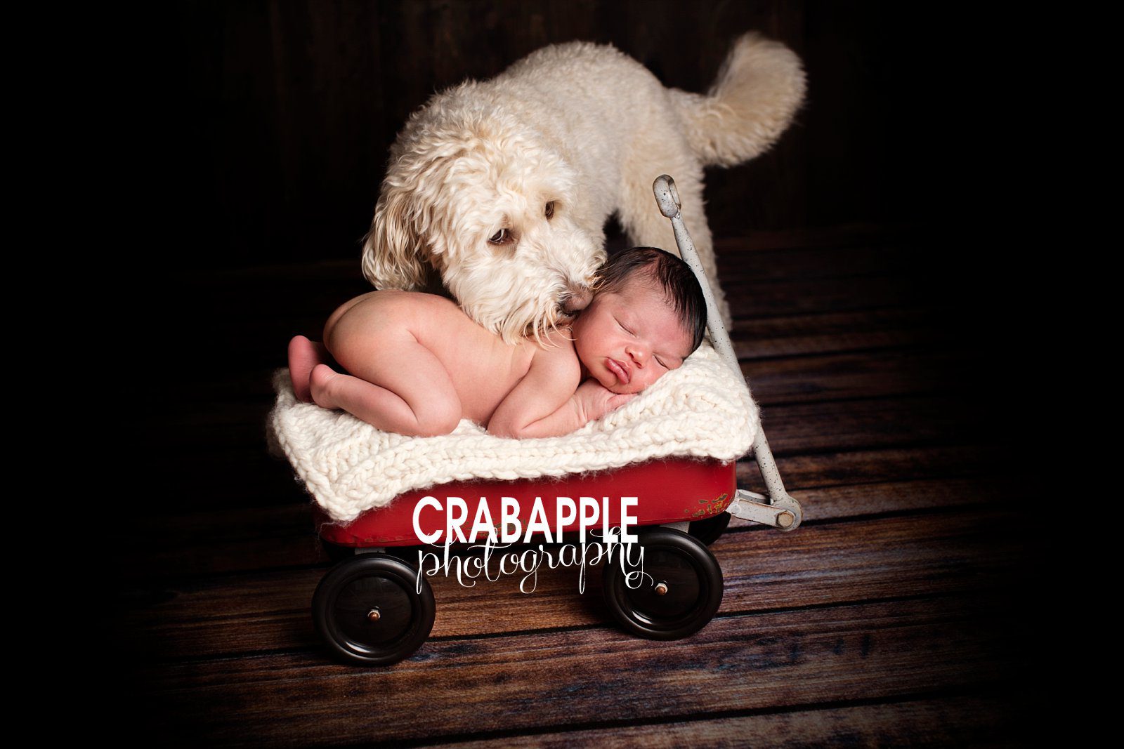 baby with dog photo groton ma