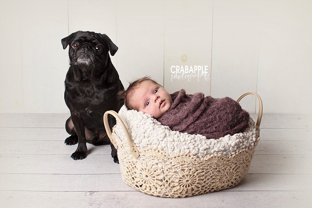 merrimack valley newborn photos with dog