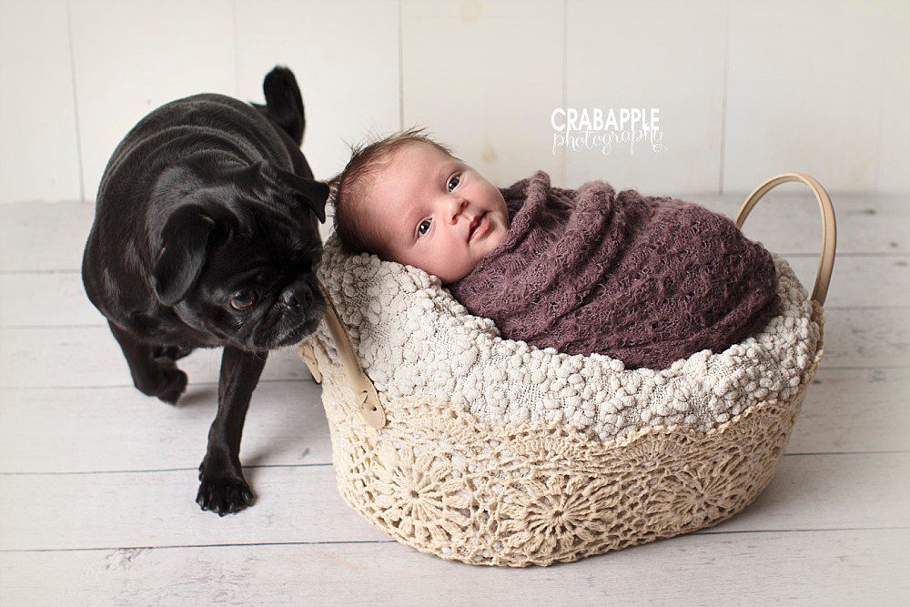 merrimack valley baby photos with dog