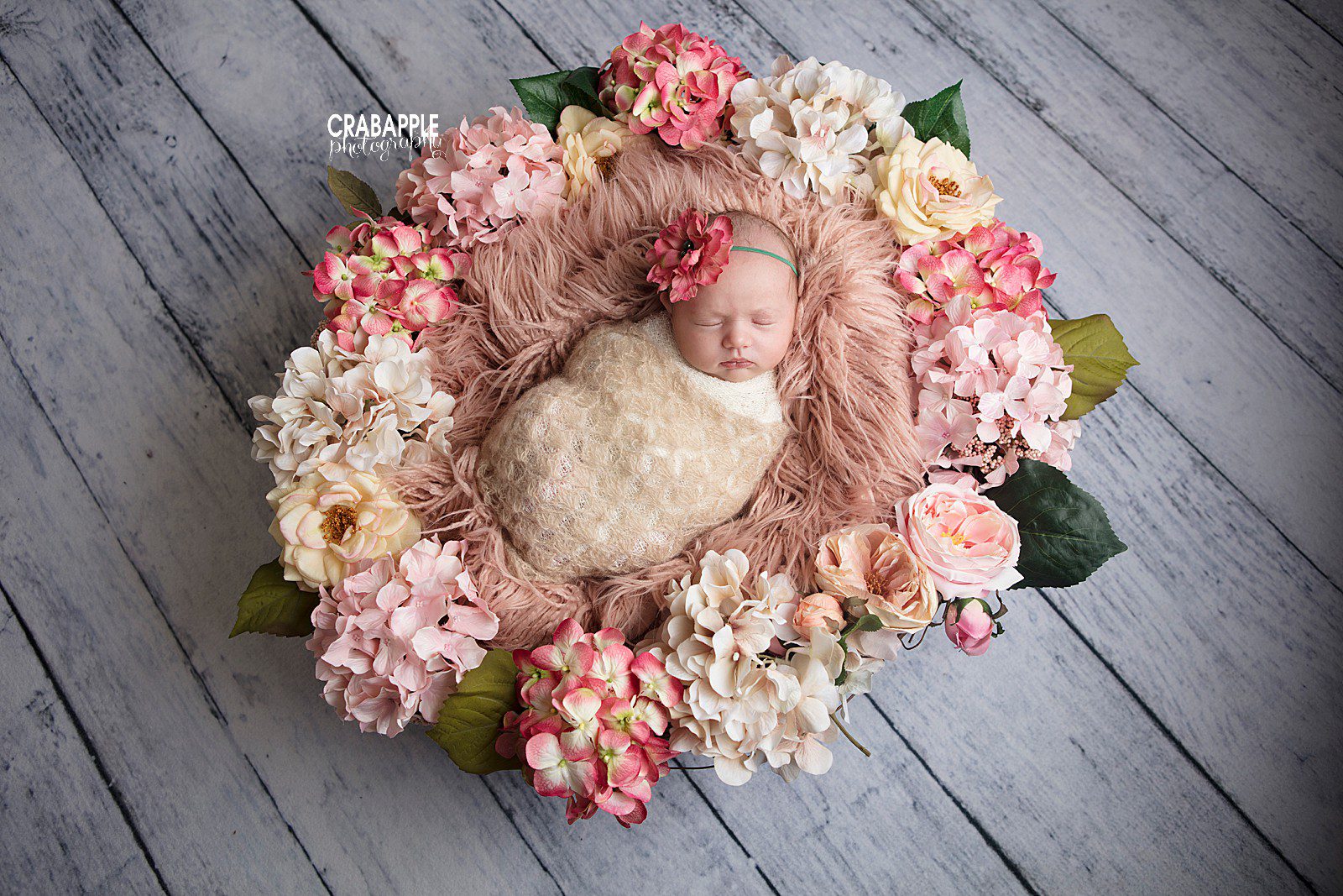 andover ma floral newborn photos