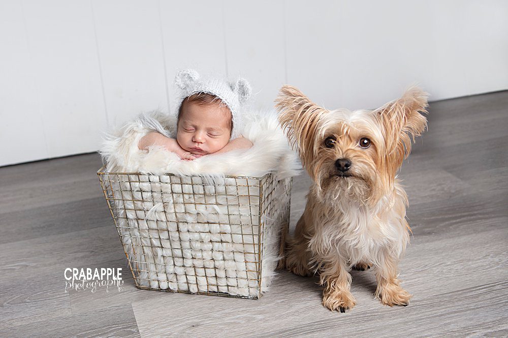andover ma baby portraits with pets