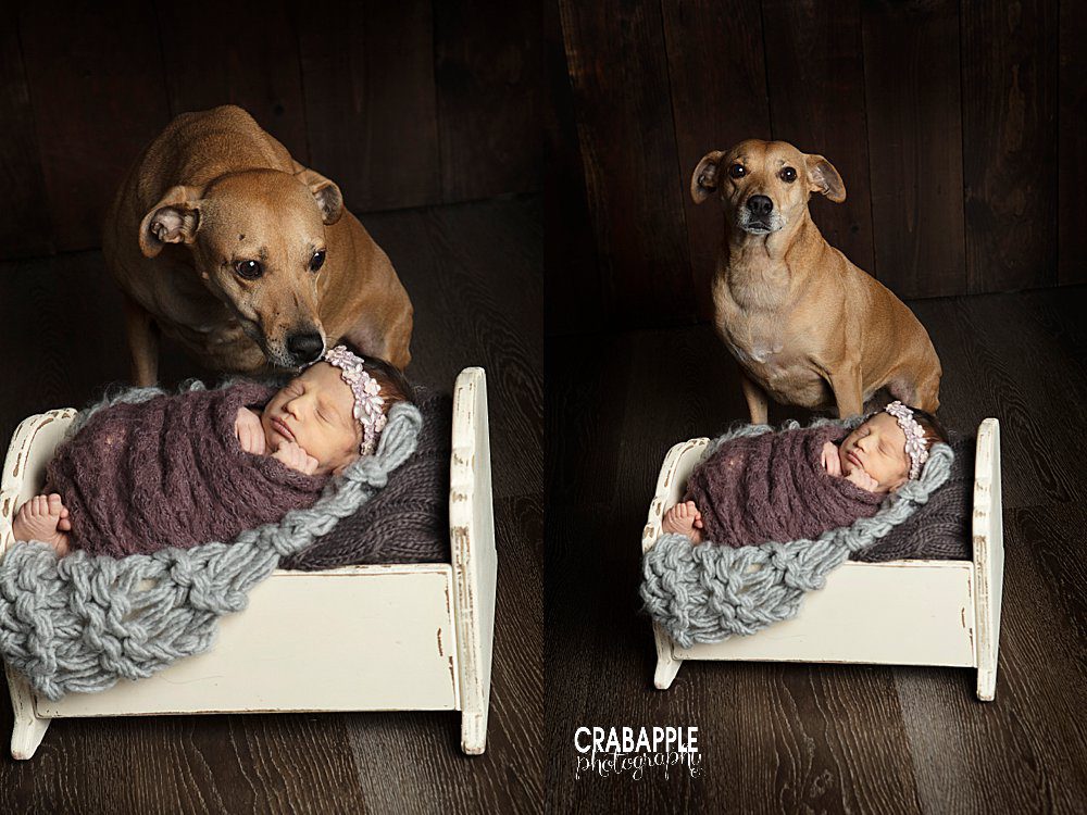 newborn baby girl photos with pet dog