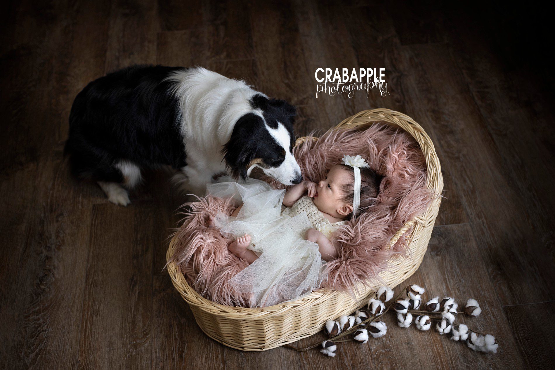 3 month photos with pet dog
