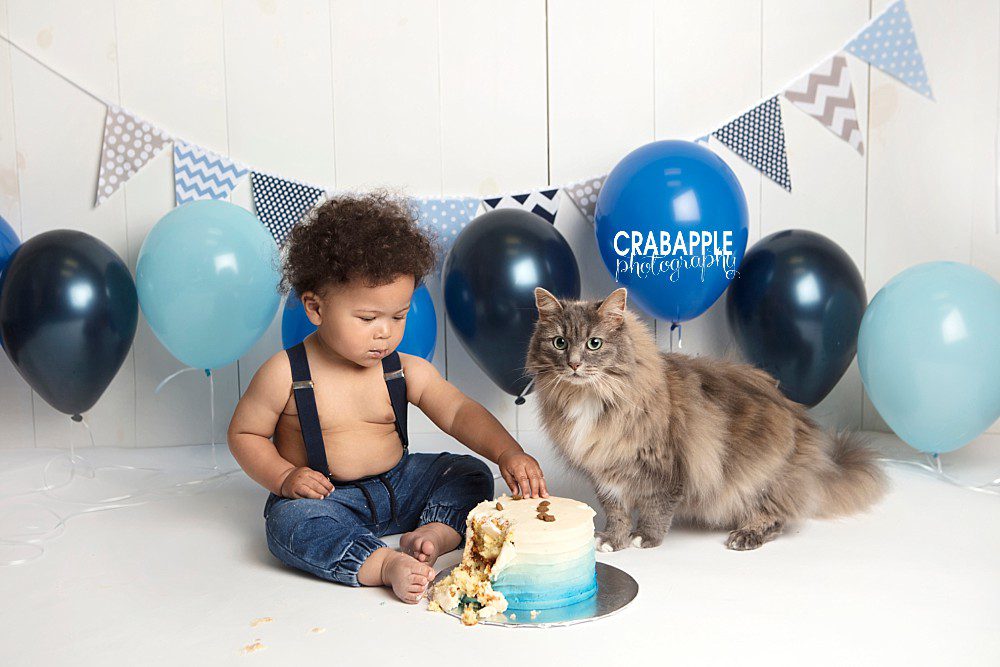 cake smash photos with pet cat