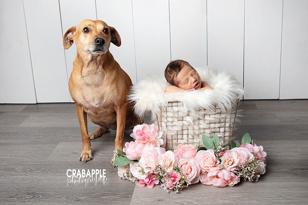 new baby photos with pet dog