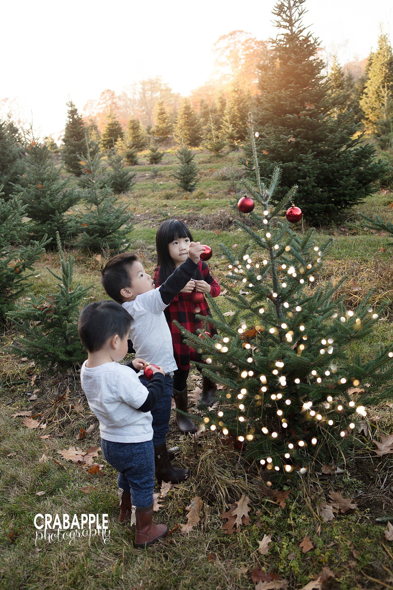 Tree Farm Christmas Photos · Crabapple Photography