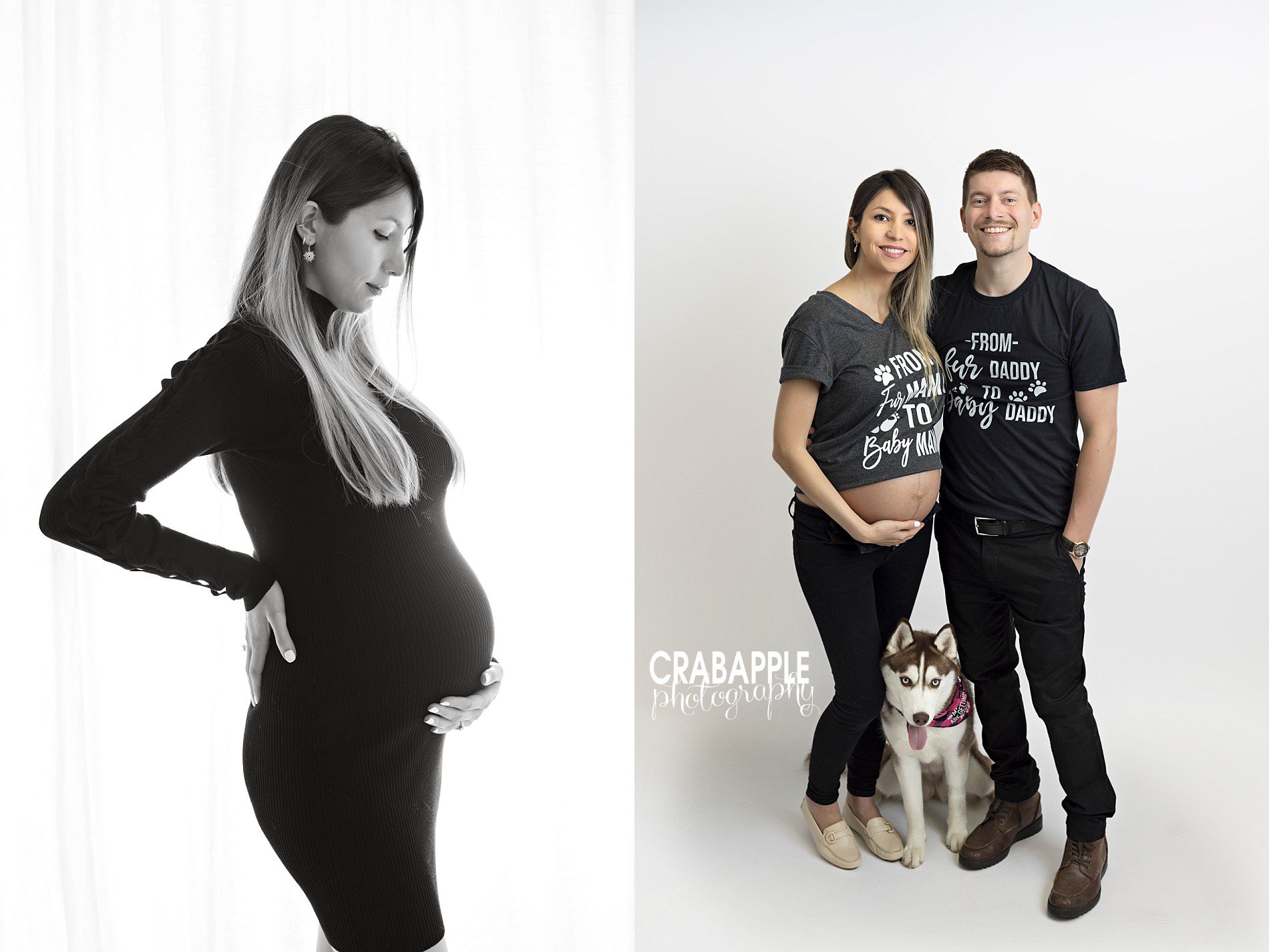 dog in pregnancy portraits