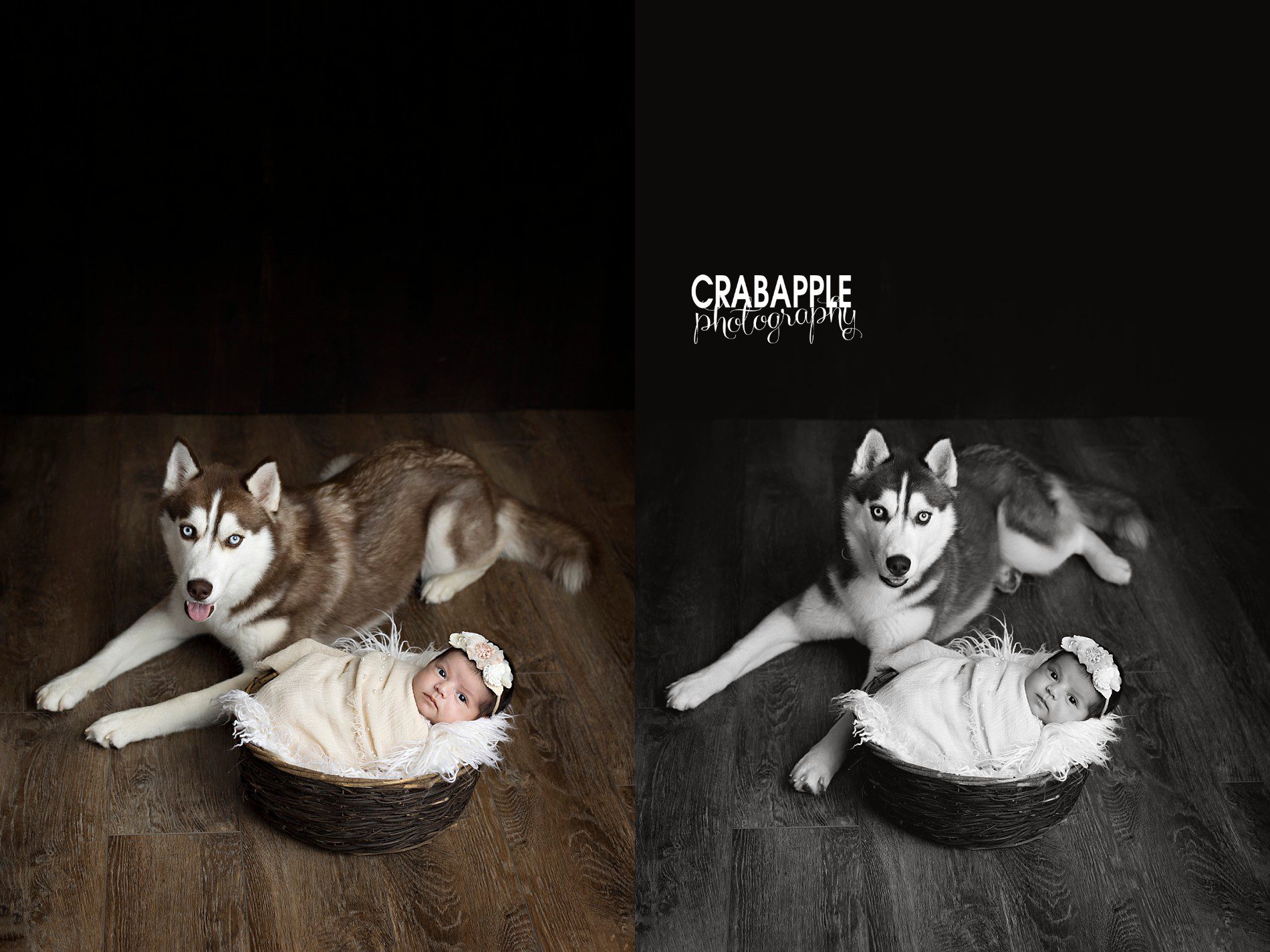 newborn photos with dog huskey