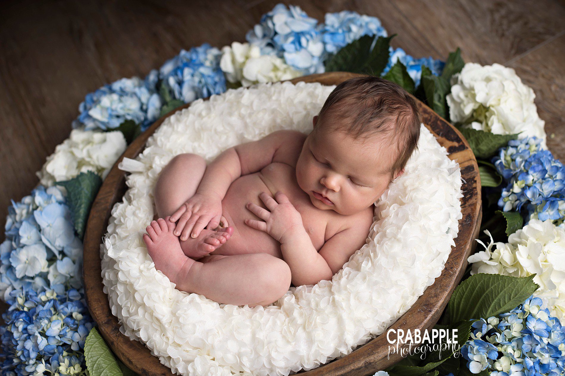 hydrangea newborn photo ideas