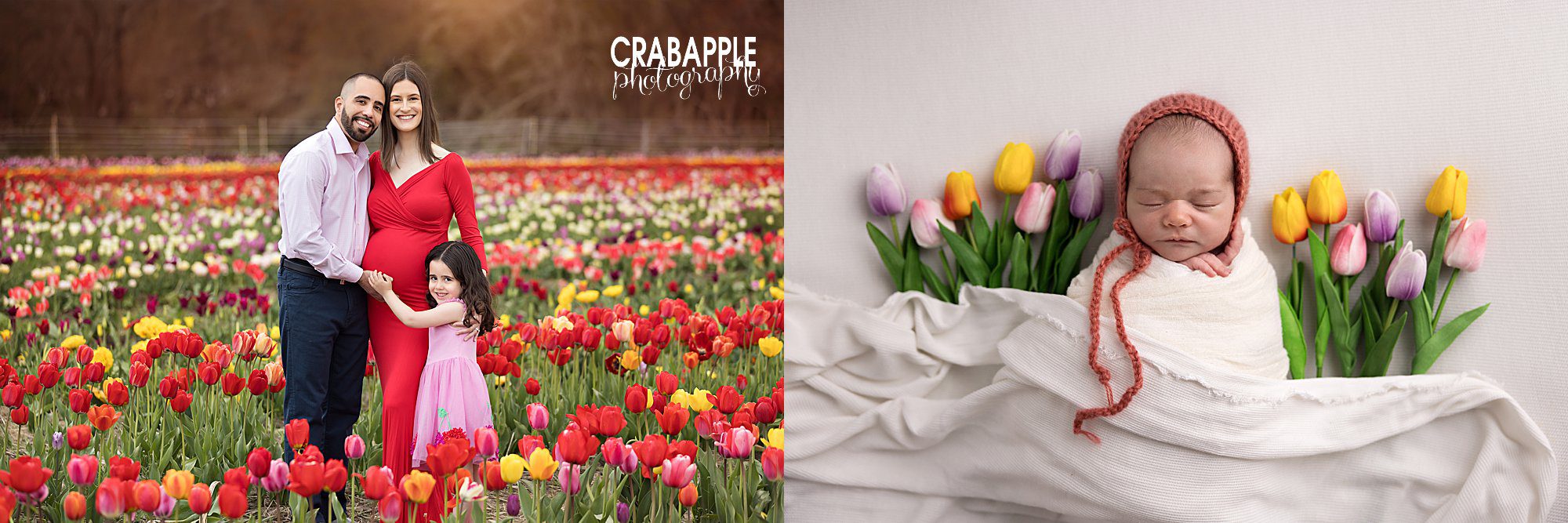 Newborn and maternity portrait package featuring tulips near Boston by Crabapple Photography