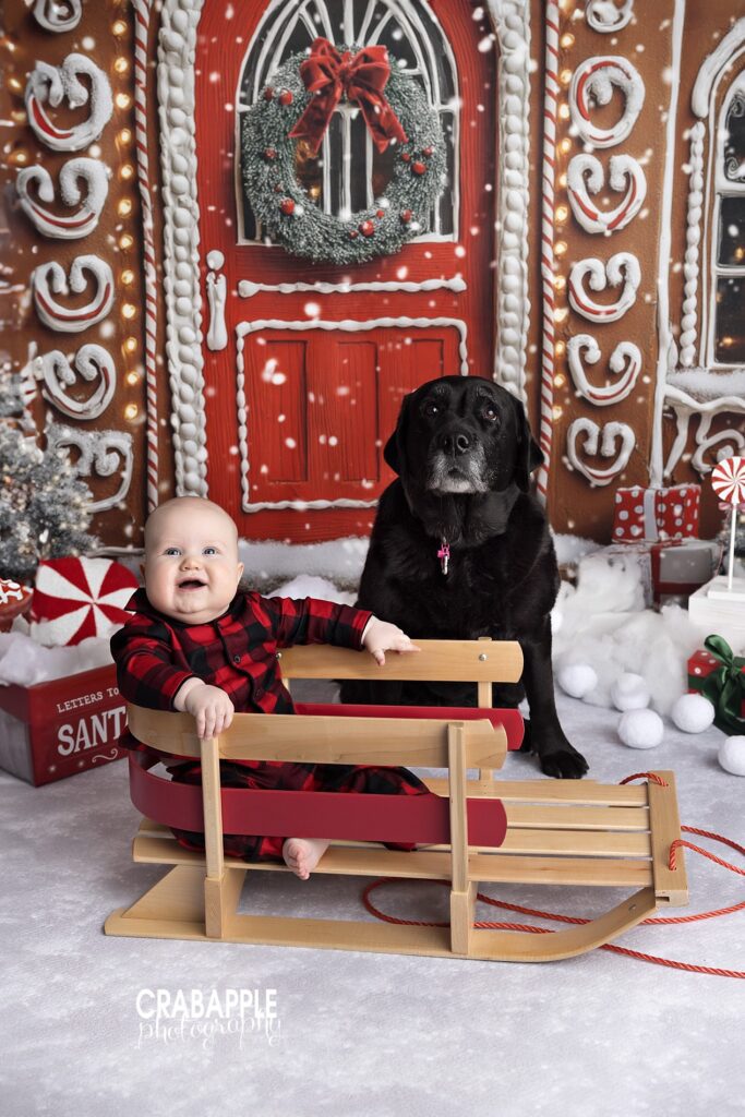 Baby boy in studio Christmas sleigh posing with family black dog during festive portraits
