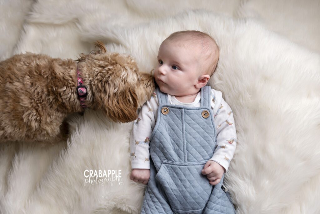 Baby boy in overalls lying beside mini goldendoodle during milestone photography session
